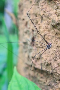Harvestman spider or daddy longlegs close up on tree in forest