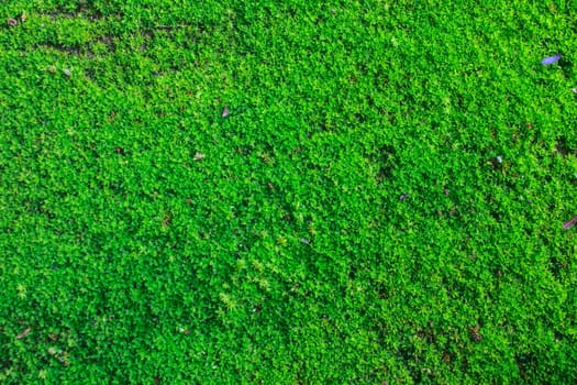 top view green moss for background texture