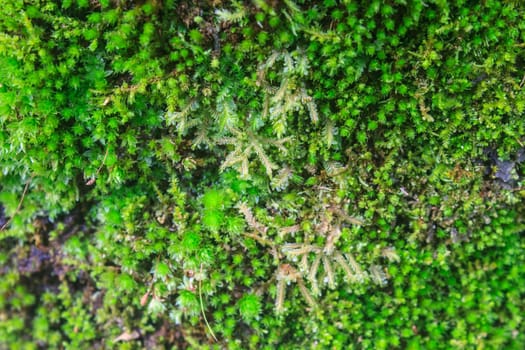 The texture of tree bark with moss
