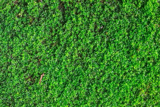 top view green moss for background texture