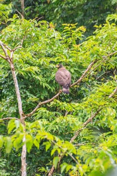 Crested Serpent Eagle resting on a perch in forest