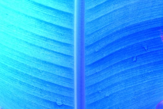 abstract background  of banana leaf texture blur in blue tone, can be used as background