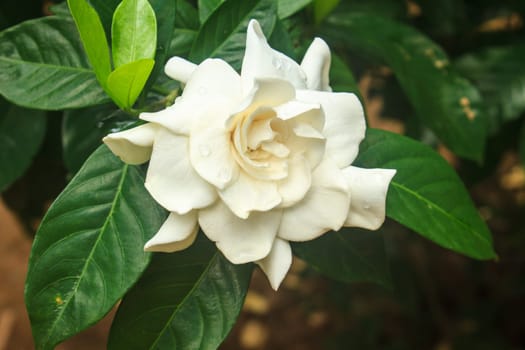 beautiful Gardenia jasminoides flower on tree in garden