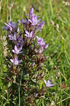 German Fransenenzian (Gentianella germanica) on the Dörnberg