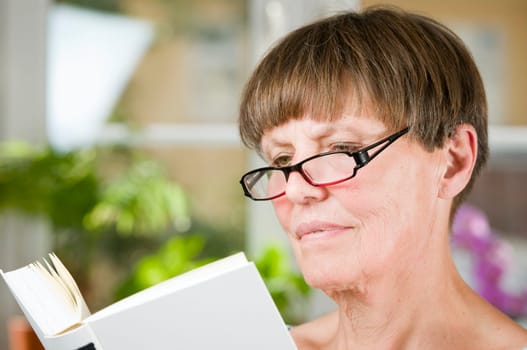 Inside shot head-and-shoulder portrait of an elderly woman with reading glasses reading in a book reading