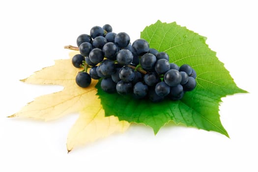 Bunch of Ripe Blue Grapes with Leaf Isolated on White Background