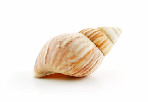Colored Seashell Scallop Isolated on White Background