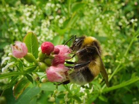 Close-up of a bumblebee on a flower of the snowberry shrub (Symphoricarpos albus) colloquially referred to as the "Knallerbstenstrauch"""