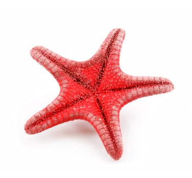 Red Starfishe Isolated on a White Background
