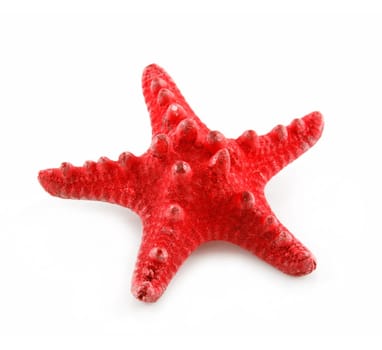 Red Starfish Isolated on a White Background.