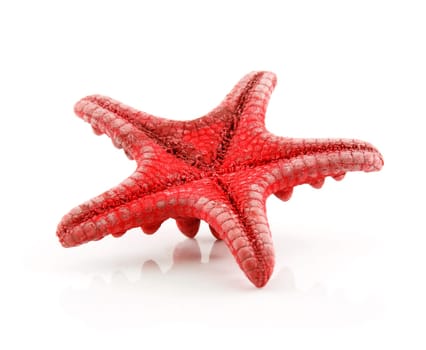Red Starfish Isolated on a White Background