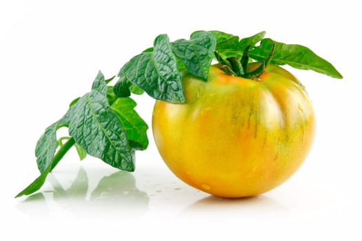 Ripe Wet Yellow Tomatoes with Leaves Isolated on White Background