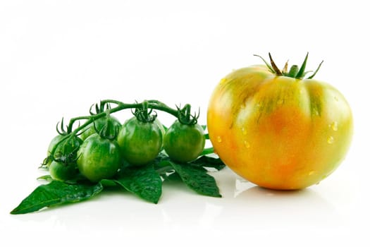 Ripe Wet Yellow and Green Tomatoes Isolated on White Background
