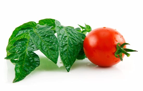 Ripe Wet Red Tomato with Green Leafs Isolated on White Background
