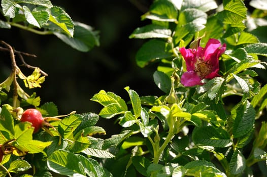 Herbal Park blooms and smells