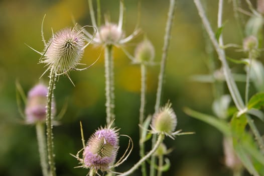 Herbal Park blooms and smells