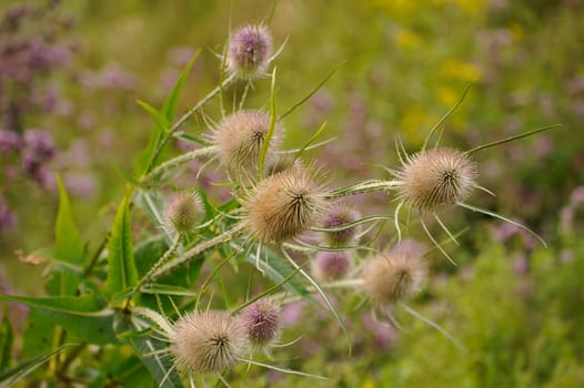 Herbal Park blooms and smells