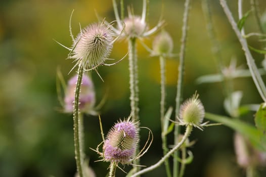 Herbal Park blooms and smells