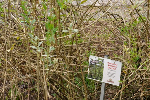 Herbal Park blooms and smells