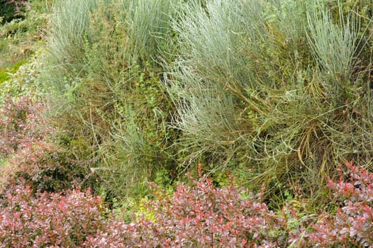 Herbal Park blooms and smells