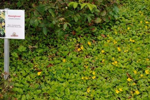 Herbal Park blooms and smells