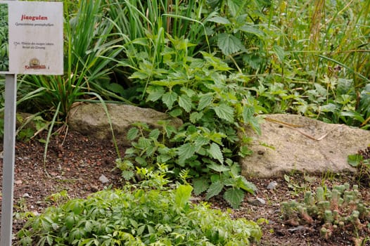 Herbal Park blooms and smells