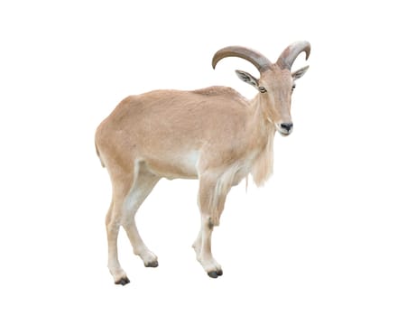 female Barbary sheep (Ammotragus lervia) isolated on white background