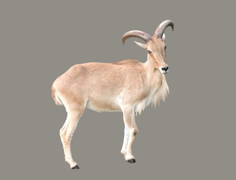female Barbary sheep ( Ammotragus lervia ) isolated