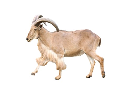 male Barbary sheep ( Ammotragus lervia ) isolated