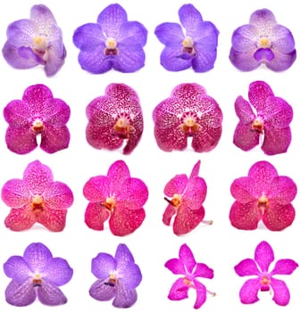 beautiful blooming orchid isolated on white background