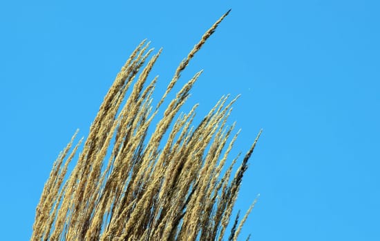 Ornamental grass tufts