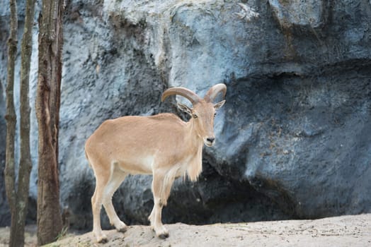 female Barbary sheep (Ammotragus lervia) standing on the rock