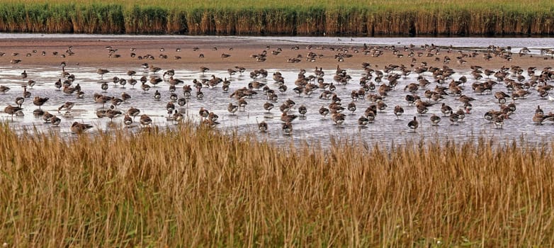 Resting grey geese