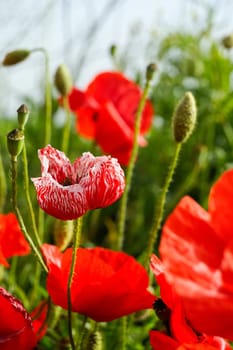 In the middle of the poppy on the meadow