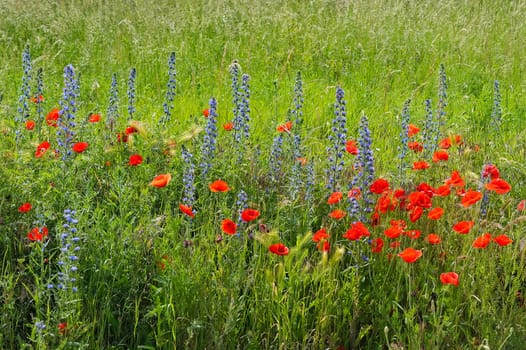 Summer meadow with poppy and nattern head