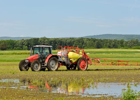 Farmer fertilizes the field with tractor
