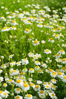 Chamomile