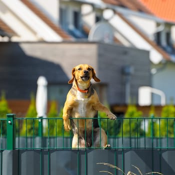 Dog on the fence climbs over it