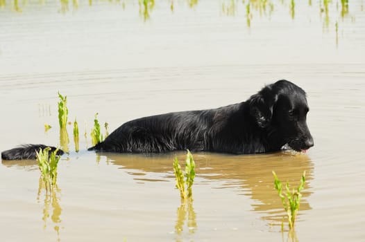 Flat-coated retriever lies in puddle and sucks water