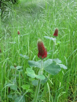 Incarnate clover,trifolium incarnatum