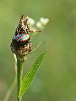 Rainbow leaf beetle (Chrysolina cerealis) on flowered flake flower