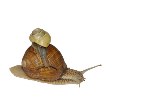 Snail mother with child