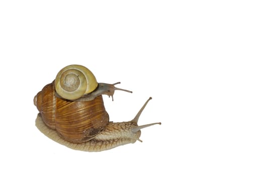 Snail mother with child
