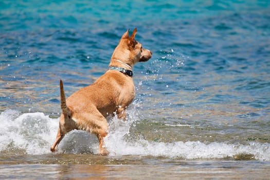 Dog playing in the sea at noon
