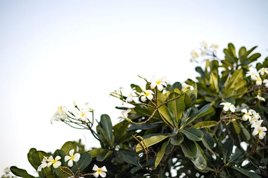 Beautiful blooming Plumeria tree. White and yellow plumeria frangipani flowers with leaves.