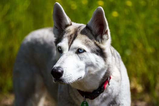 A husky looks slightly past the camera