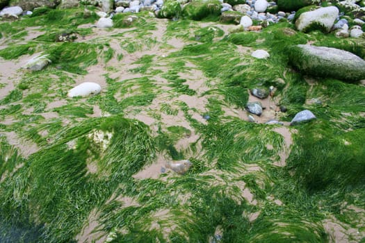 Algae Cote d'Opale