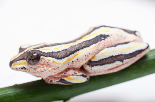 Macro of Hyperolius Marmoratus or Painted Reed Frog from South East Africa