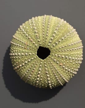 Inner limestone skeleton (endoskeleton) of a sea urchin