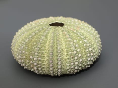 Inner limestone skeleton (endoskeleton) of a sea urchin